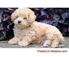puppies for sale