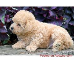 puppies for sale