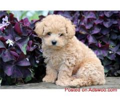 puppies for sale