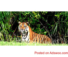 Tour operator for Sundarban