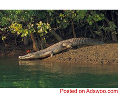 Tour operator for Sundarban