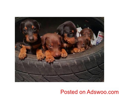 Black & Rust, Fawn & Rust Doberman Pinscher ((585) 357-2327 )