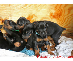 Black & Rust, Fawn & Rust Doberman Pinscher ((585) 357-2327 )