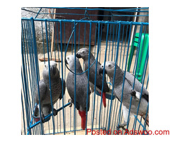 African Grey Parrot currently available