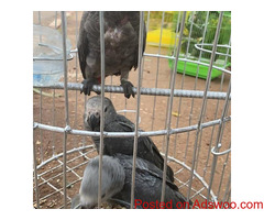 African Grey Parrot currently available