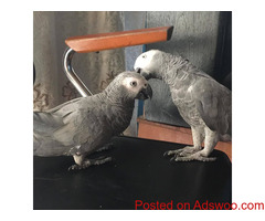 African Grey Parrot currently available