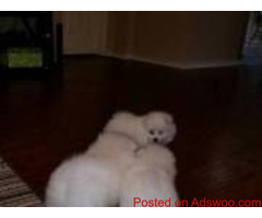 tea cup Pomeranian puppies
