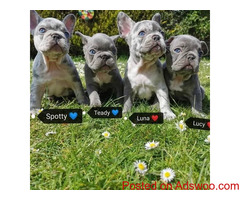 French Bulldog Puppies For Sale