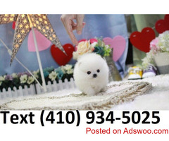 BEAUTIFUL STUNNING WHITE TEACUP POMERANIAN PUPPIES AVAILABLE!!