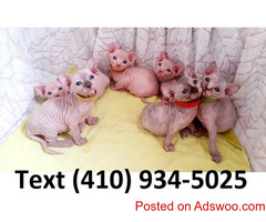 Beautiful sphynx kittens available for sale!