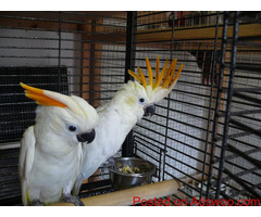 Multi Parrots Species Avian Center Pet Birds On Sale