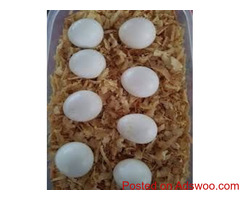 Fresh Healthy fertile Parrot Birds Eggs for Hatching