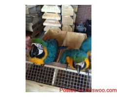 Blue and Gold Macaw Parrots on Sale