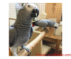 African Congo Grey Young Pairs