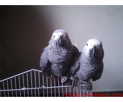 African Congo Grey Young Pairs