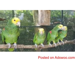 Pet Amazon Parrots Species Available