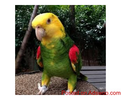 Double Yellow Headed Amazon on sale