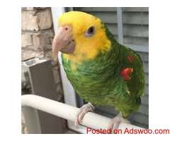 Double Yellow Headed Amazon on sale
