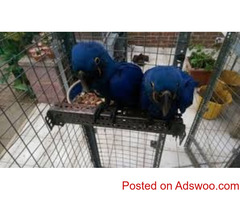 Top Quality Pet Parrot Birds on sale