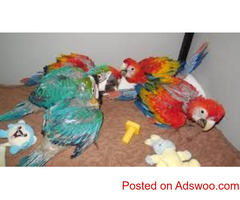 Top Quality Pet Parrot Birds on sale