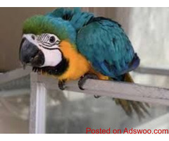 Trained Tamed Talking Pet Parrots Birds on Sale