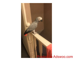 Trained Tamed Talking Pet Parrots Birds on Sale
