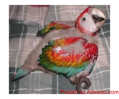 Quality Pet Parrots and Fertile Parrot Eggs for Sale