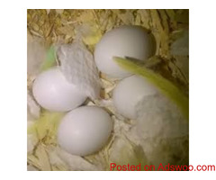 Quality Pet Parrots and Fertile Parrot Eggs for Sale