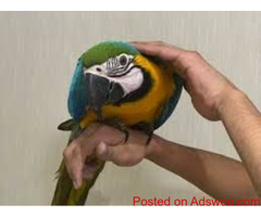 Fully Weaned Vaccinated and Trained Pet Parrots Birds
