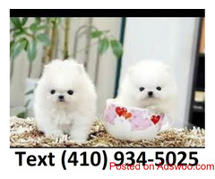 Small size t-cup pomeranian puppies for sale.