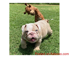 Male and Female English Bulldog puppies available..