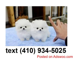 Beautiful tiny t-cup pomeranian puppies for sale.