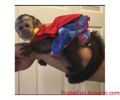 Capuchin Monkey for sale