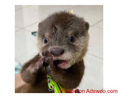 Asian Small Clawed Otters for sale