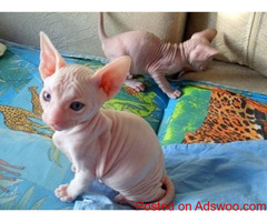 spynx kitten available