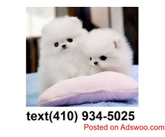 Snow white micro teacup pomeranian puppies for sale.