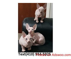 Outstanding hairless sphynx kittens for sale.