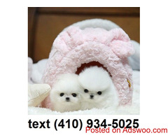 Mini teacup pomeranian puppies for sale.!