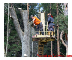 Tree Services SLC