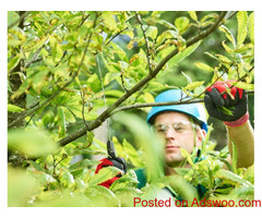 Tree Services SLC