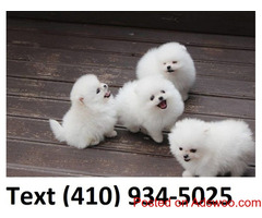 Mini teacup pomeranian puppies available for sale!!!!