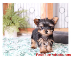 Teacup Yorkie puppies ready for their new homes