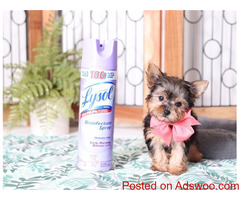 Teacup Yorkie Puppies for sale Text :(551) 888 -3483