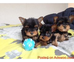 AKC Yorkshire Terrier (Yorkie) Text :(551) 888 -3483