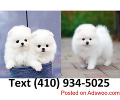 Extremely Fluffy Micro Teacup Pomeranian for sale!