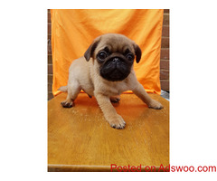Pug Puppies For Sale | https://sunshineteacuppuppieshome.com/
