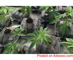 Finding biodegradable coir growing containers for cannabis? Visit Riococo-mmj!