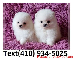 Amazing t-cup pomeranian pups for sale.