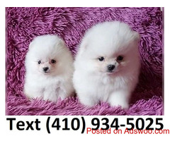 Mini Teacup Pomeranian puppies available for sale.
