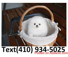Exceptional tiny t-cup pomeranian puppies for sale!